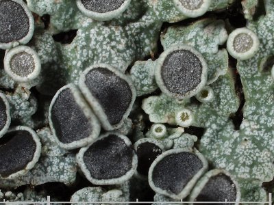 Rosettlav - Physcia aipolia - Hooded Rosette Lichen