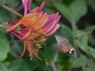 Större dagsvärmare - Macroglossum stellatarum - Hummingbird Hawkmoth