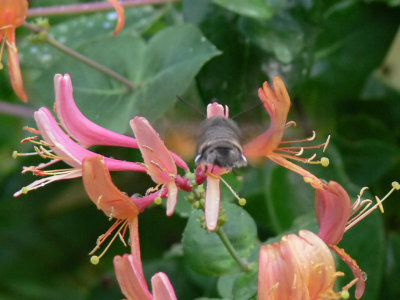 Strre dagsvrmare - Macroglossum stellatarum - Hummingbird Hawkmoth