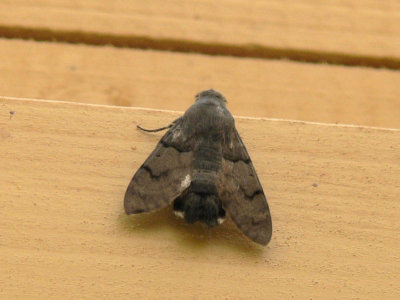 Större dagsvärmare - Macroglossum stellatarum - Hummingbird Hawkmoth