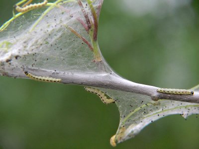 Häggspinnmal - Yponomeuta evonymella - Bird-cherry Ermine