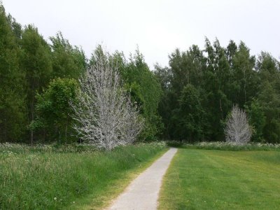 Häggspinnmal - Yponomeuta evonymella - Bird-cherry Ermine
