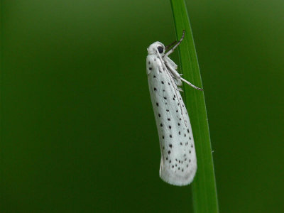 9 juli Häggspinnmal - Yponomeuta evonymella - Bird-cherry Ermine