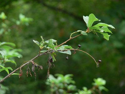 Häggen lyckades få fram ett fåtal bär - The Bird-cherry managed to produce a few berries