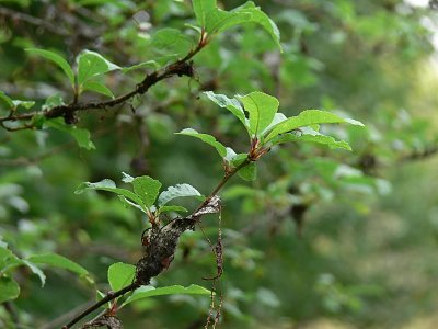 Fortfarande lite rester av hggspinnmalens nr - Still some traces of the Bird-cherry Ermine