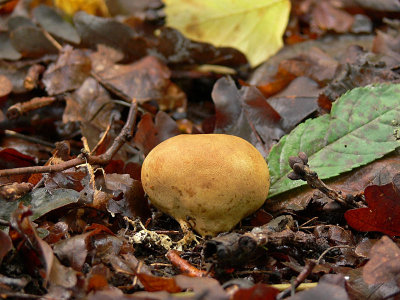 7 oktober: Rottryffel - Scleroderma citrinum - Earth Ball