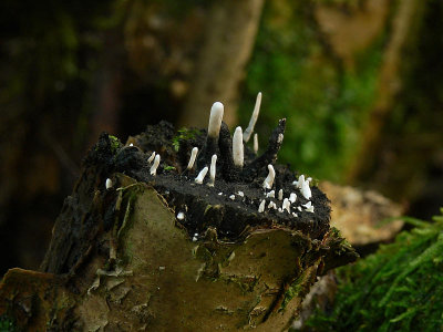 Stubbhorn - Xylaria hypoxylon - Candlesnuff fungus