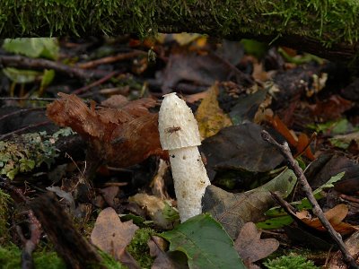 Stinksvamp - Phallus impudicus - Stinkhorn