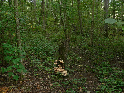 Honungsskivling - Armillariella sp. - Honey mushroom