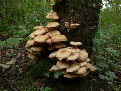 Honungsskivling - Armillariella sp. - Honey mushroom