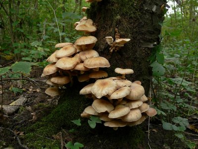 Honungsskivling - Armillariella sp. - Honey mushroom