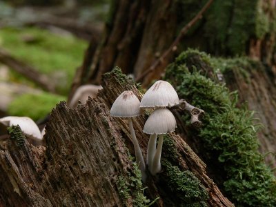 Oidentifierad svamp - Unidentified mushroom