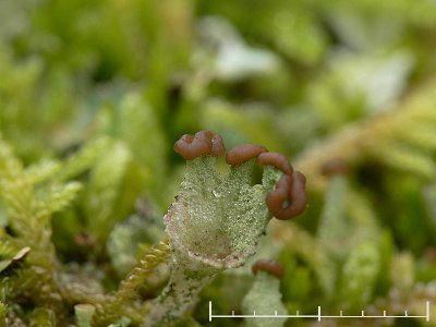 Brun bgarlav - Cladonia chlorophaea - Mealy pixie-cup