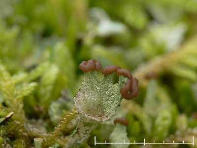 Brun bägarlav - Cladonia chlorophaea - Mealy pixie-cup