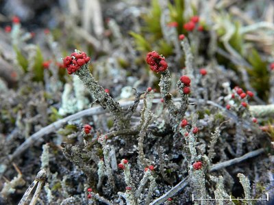 Pinnlav - Cladonia floerkeana - Bengal Match Lichen or Gritty British soldiers