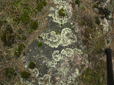 Vinterlav - Arctoparmelia centrifuga - Concentric ring lichen
