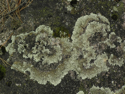 Vinterlav - Arctoparmelia centrifuga - Concentric ring lichen