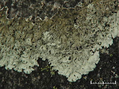 Vinterlav - Arctoparmelia centrifuga - Concentric ring lichen