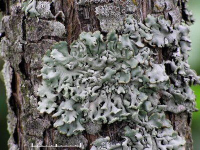 Blåslav - Hypogymnia physodes - Monk's hood or Hooded tube lichen