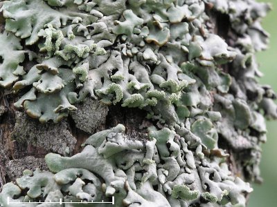 Blåslav - Hypogymnia physodes - Monk's hood or Hooded tube lichen