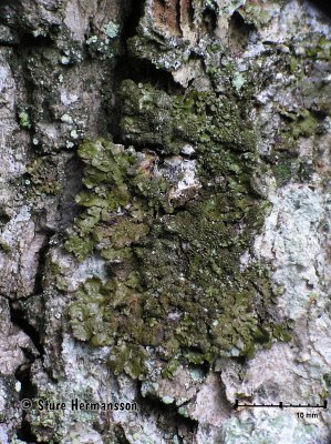 Glänsande sköldlav - Melanelixia fuliginosa - Abraded brown