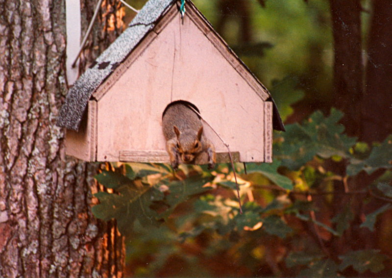 Lazy squirrel
