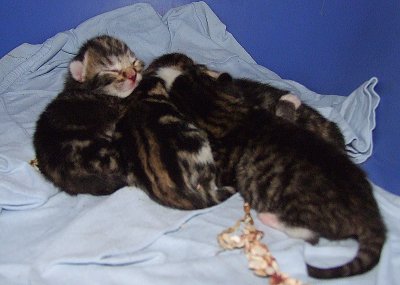 Jess's kittens.