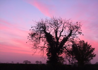 The Harry Potter tree at dawn.