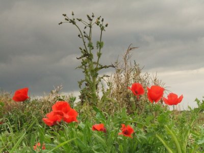 Field poppies under a brooding sky