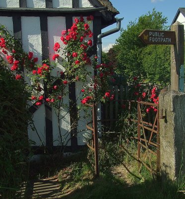 Roses  by  the  kissing  gate.