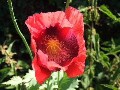 Another field poppy.