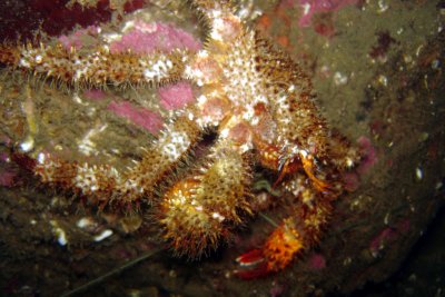 Hairy-Spined Crab