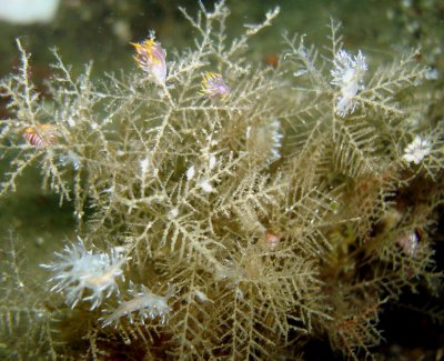 Hydroid & Nudibranchs