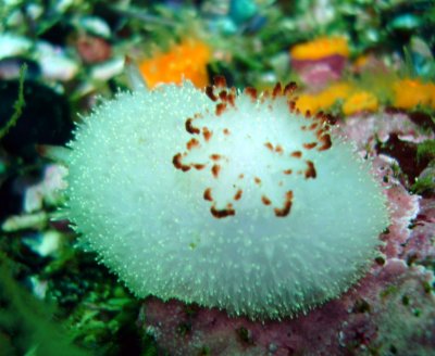 Nanaimo Nudibranch