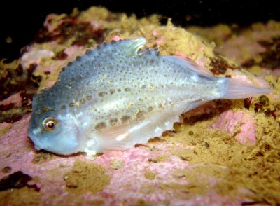 Juvenile Lump Fish 10-28-09