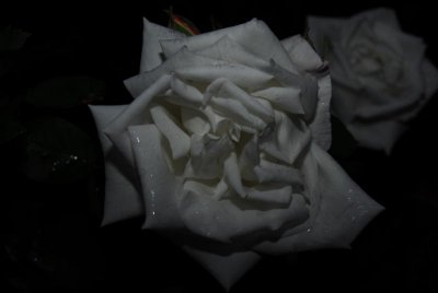 White Rose at Dusk