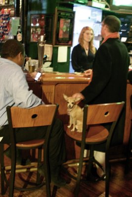 Portrait Of A Small Dog In A Bar