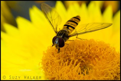 Mini wasp