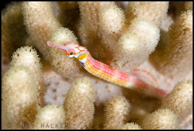 Pink pipefish