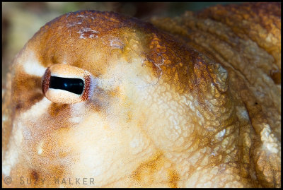 Octopus eye