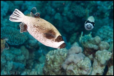 masked puffer fish