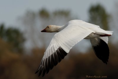 Oie blanche -- _E0K9421 -- Snow Goose