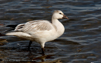 Hybride Oie de Ross X Oie des neiges -- _E0K9394