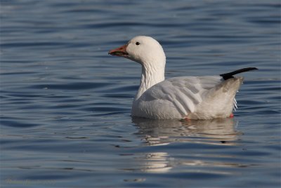 Oie blanche -- _E0K9508 -- Snow Goose