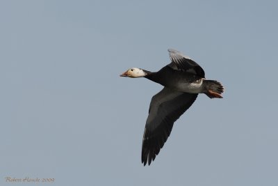 Oie blanche de forme bleue -- _E0K9434 -- Blue Morph Snow Goose