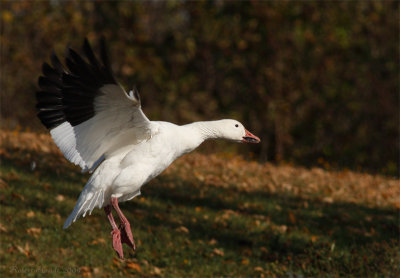 Oie blanche -- Snow Goose -- _E0K8820
