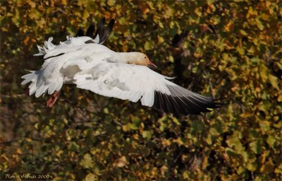 Oie blanche -- _E0K8868 -- Snow Goose