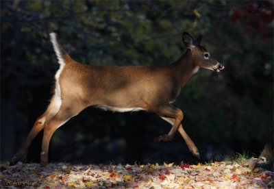 Cerf de Virginie -- _MG_6786 -- White-tailed Deer