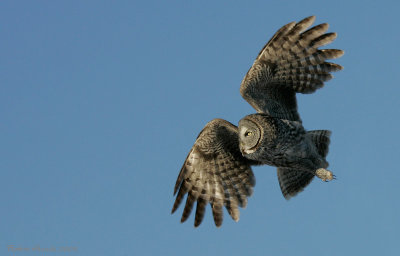 Chouette lapone -- _Z0U0780 -- Great Gray Owl