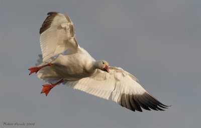 Oie blanche -- _E0K0413 --Snow Goose 